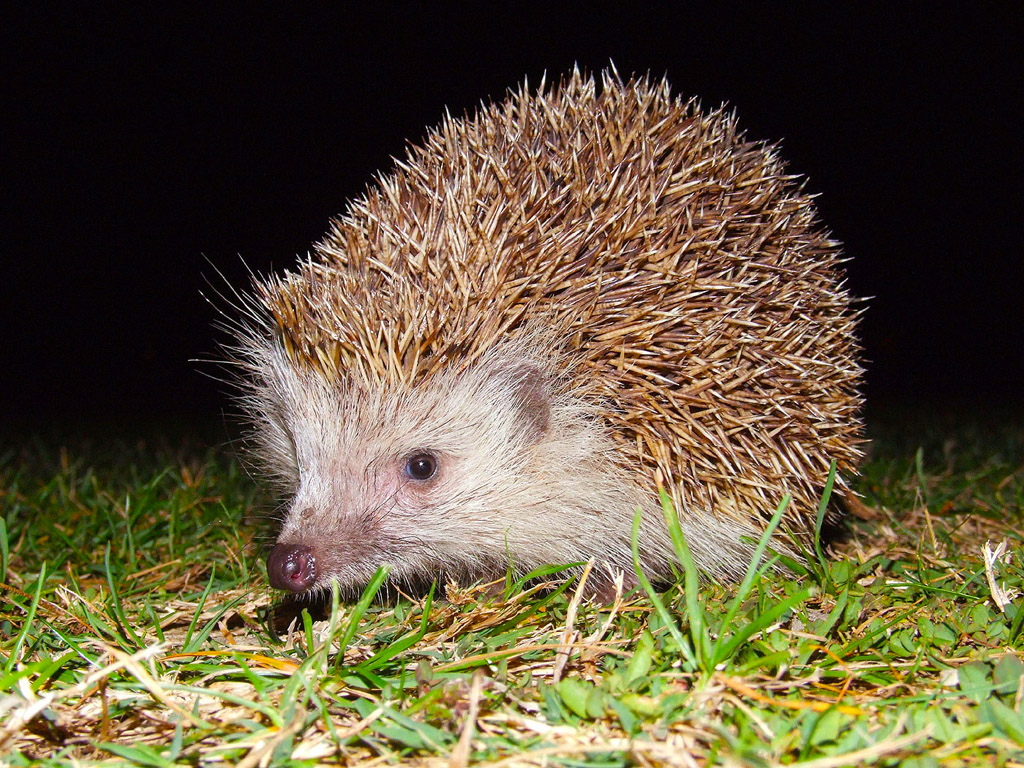 Igel 005