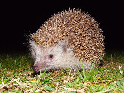 Igel