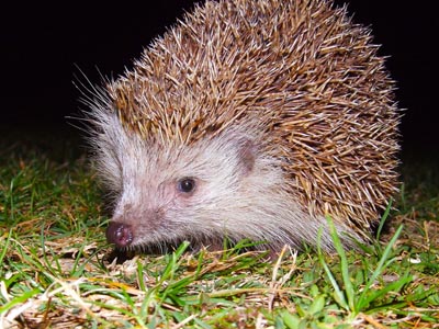 Igel