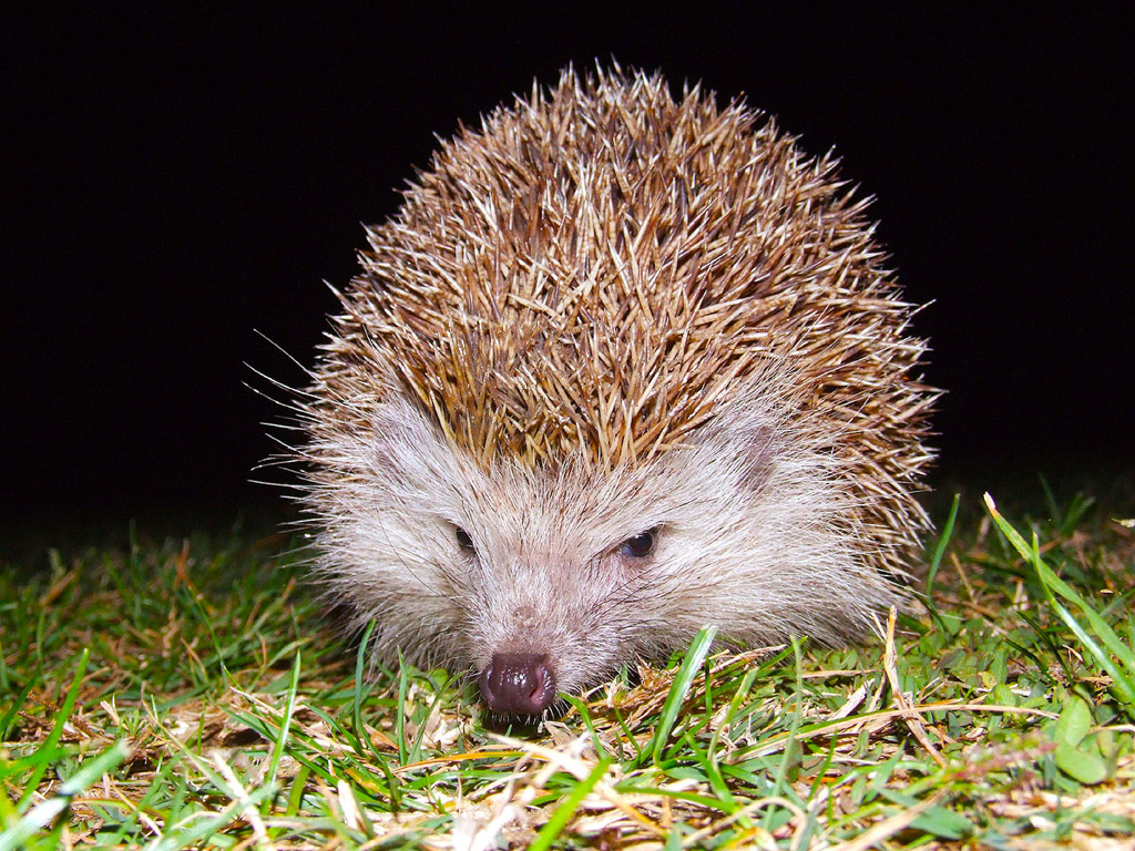 Igel 007