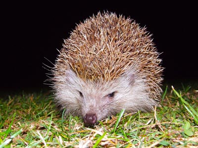 Igel