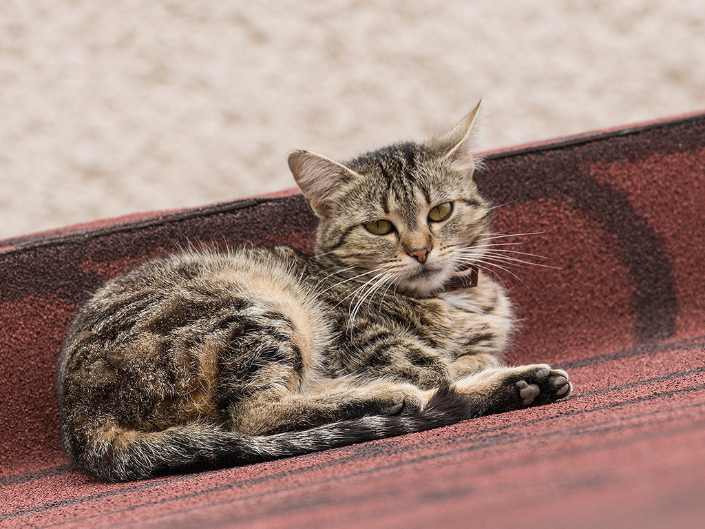 Katze am Dach #001