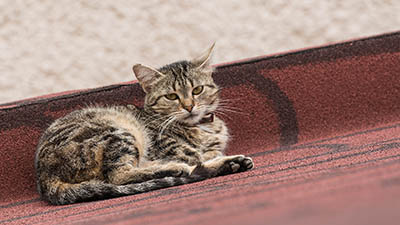 Katze am Dach