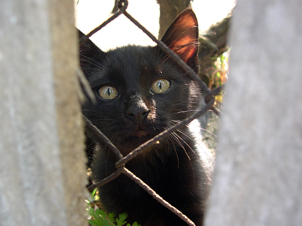 Schwarze Katze