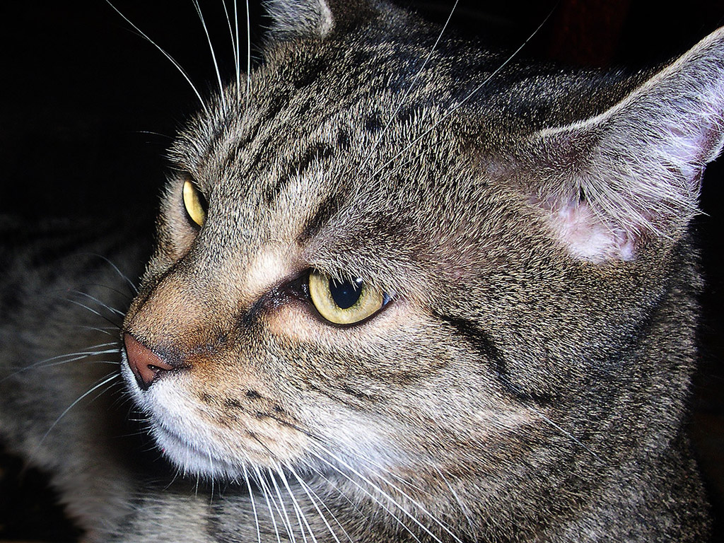 Getigerte Katze - Kostenloses Hintergrundbild & Whatsapp Profilbild