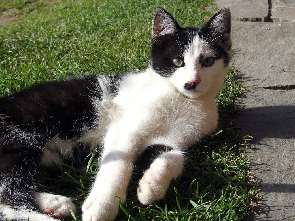 Katze, schwarz-weiss 