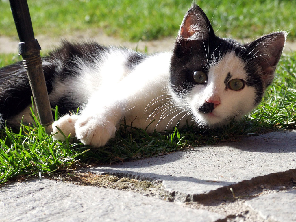 Katze, schwarz-weiss 