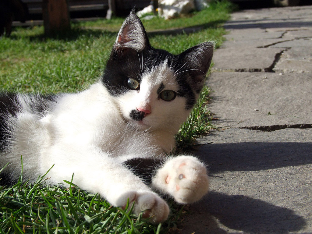 Katze, schwarz-weiss 