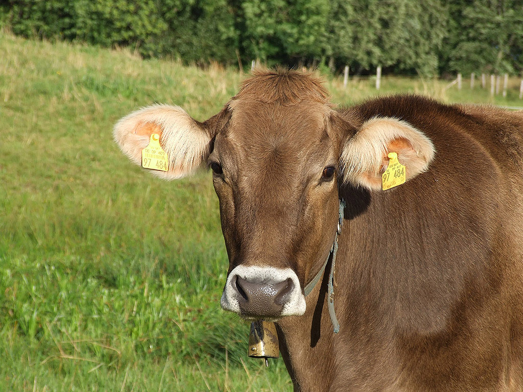 Kuh aus Bayern