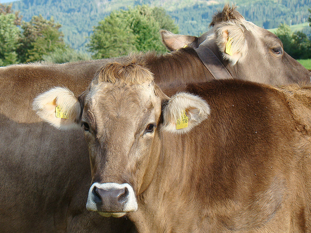 Kuh aus Bayern