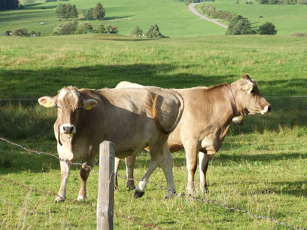 Kuh aus Bayern