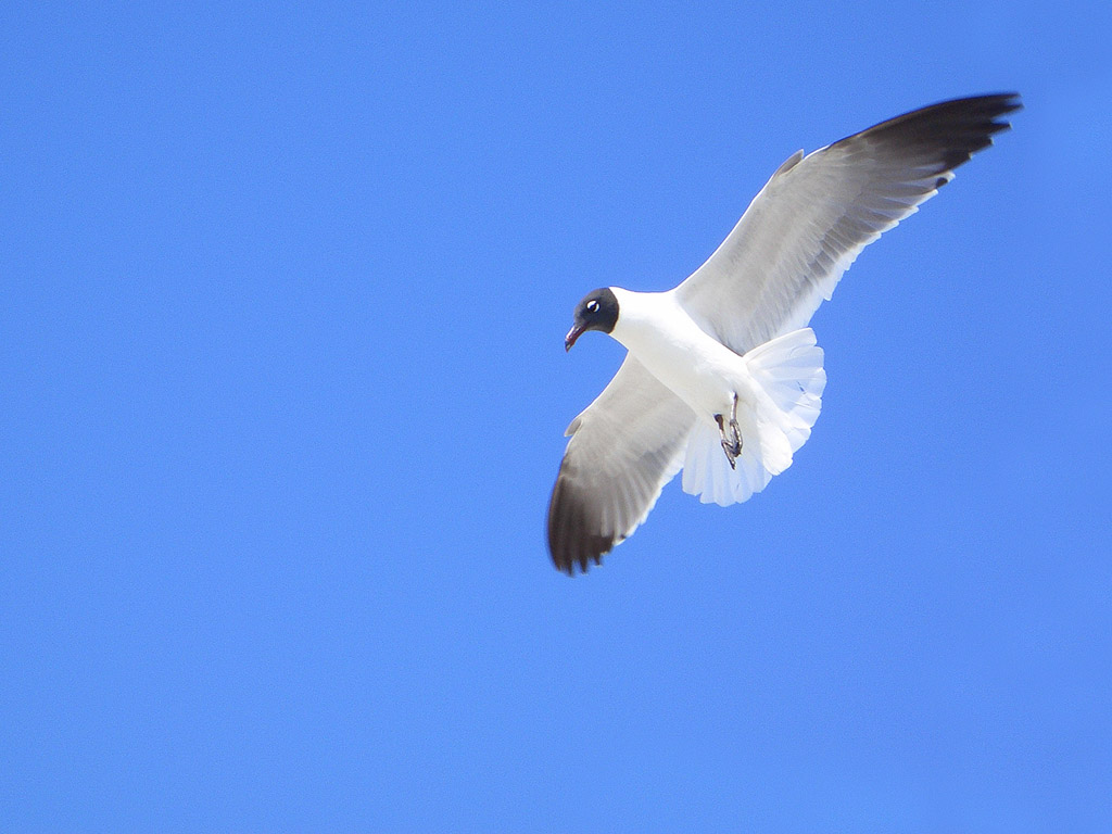 Fliegende Möwe, blauer Himmel