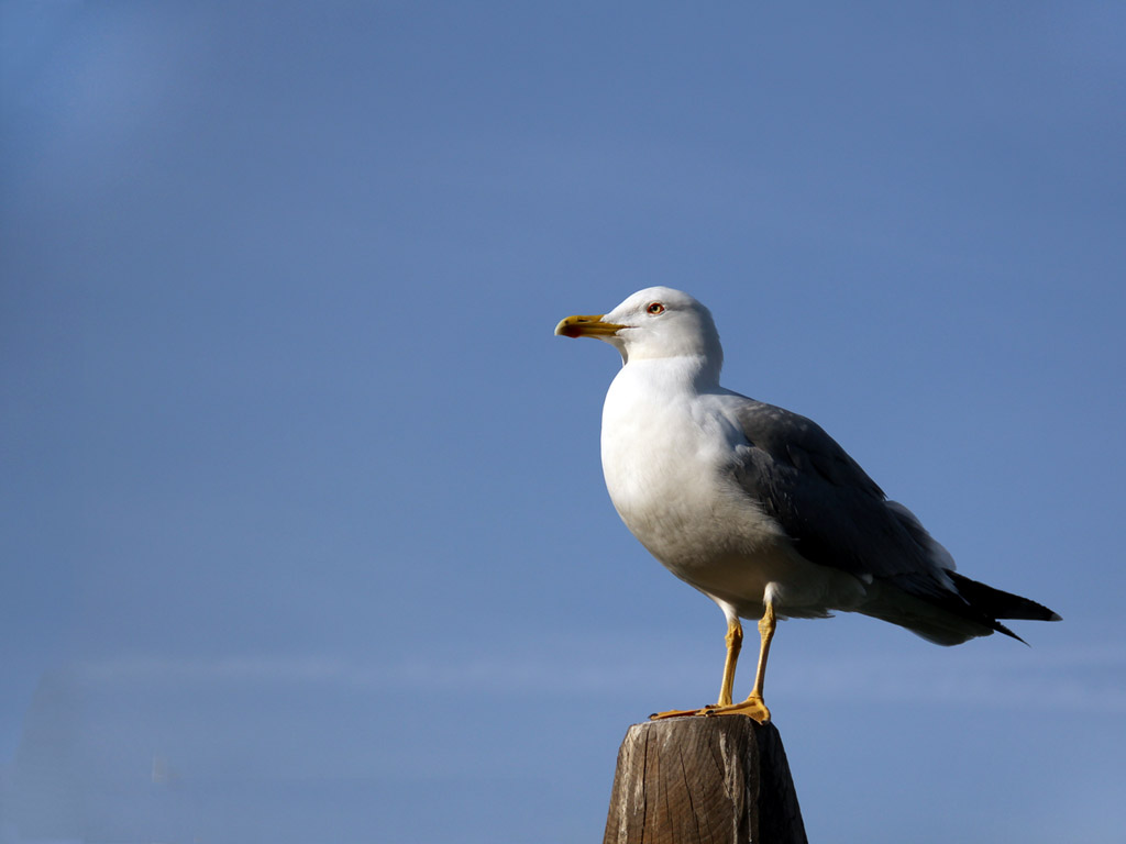 Sitzende Möwe, blauer Himmel