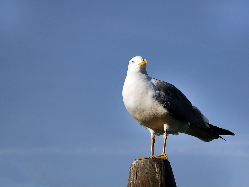 Sitzende Möwe, blauer Himmel