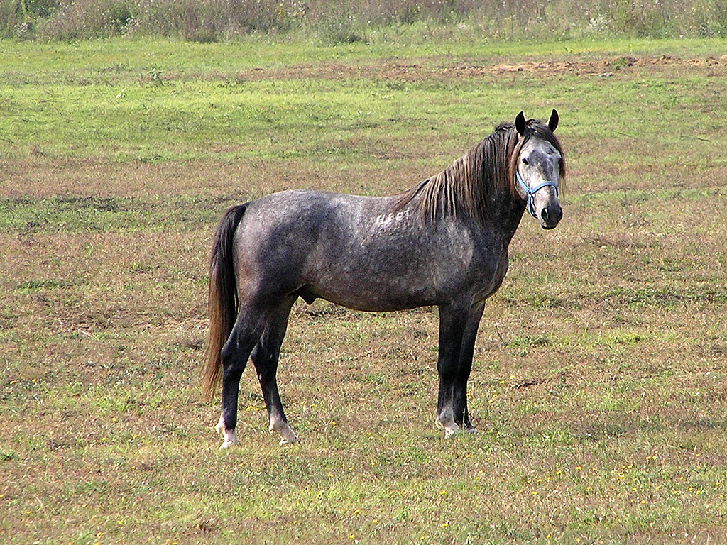 Pferd - Hintergrundbilder kostenlos: Tiere