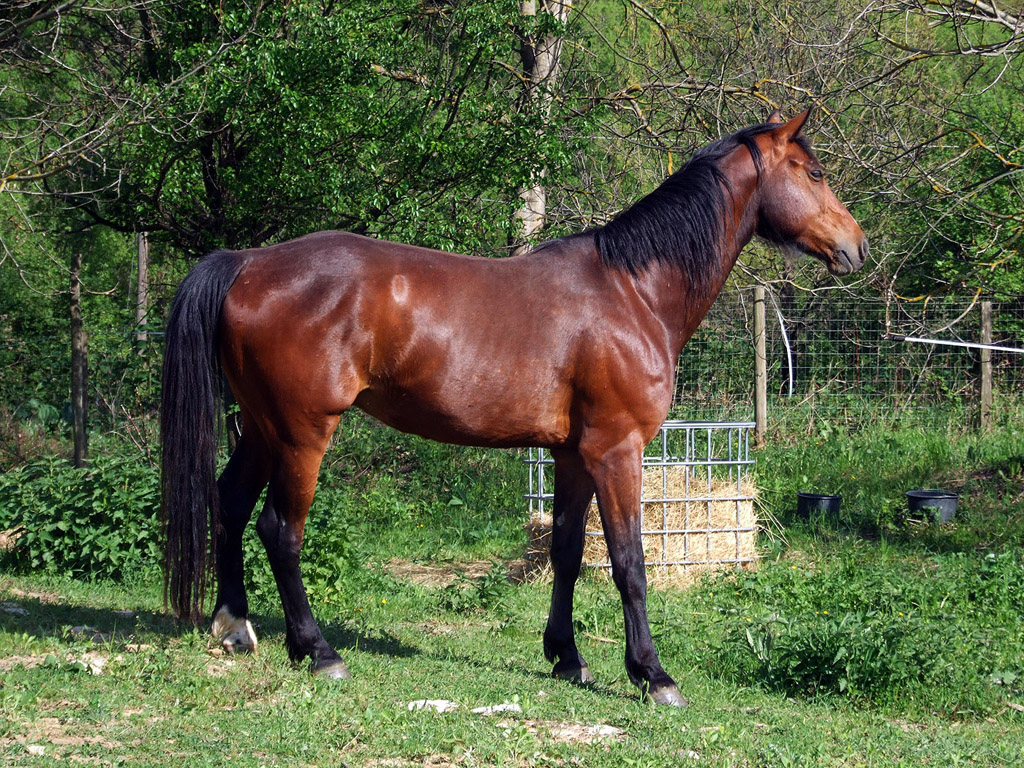 Pferd 005