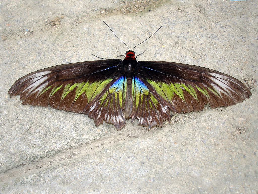 Schmetterling 003