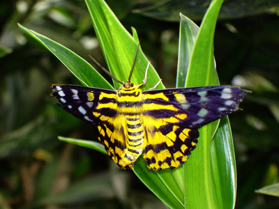 Schmetterling