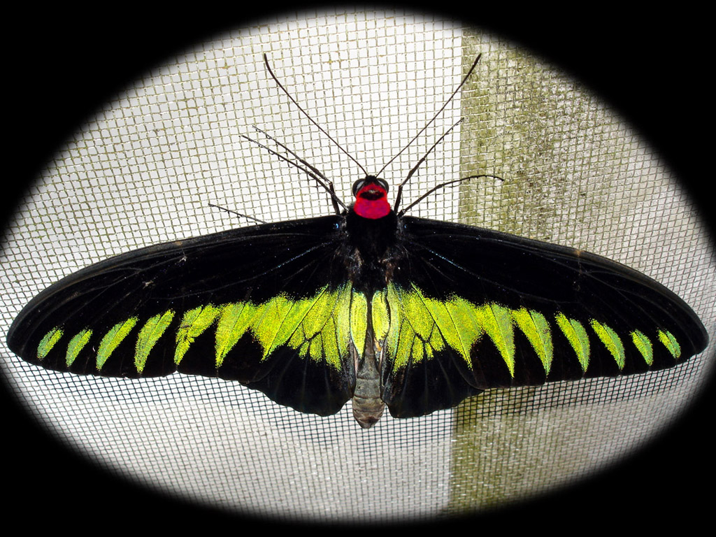 Schmetterling