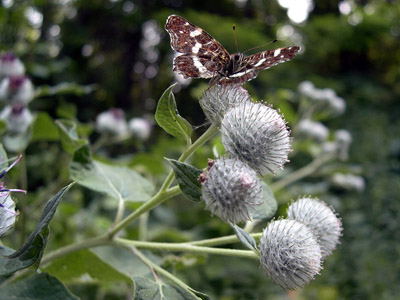 Schmetterling