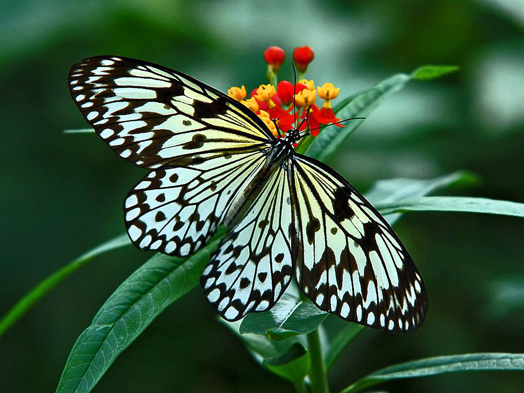 Schmetterling Hintergrundbilder kostenlos: Tiere