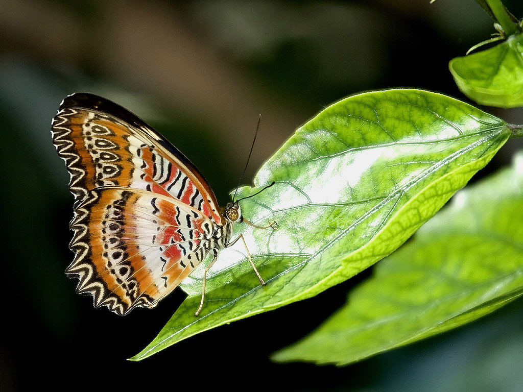 Schmetterling