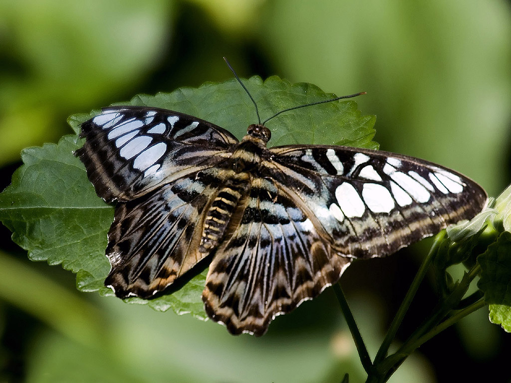 Schmetterling