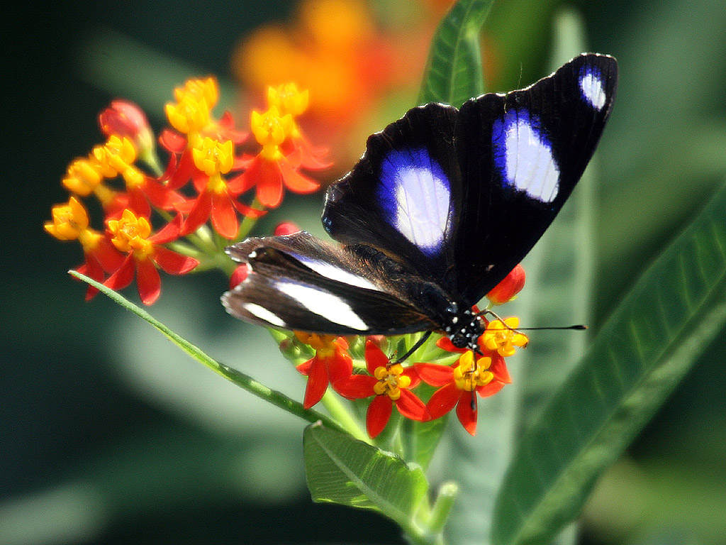 Schmetterling