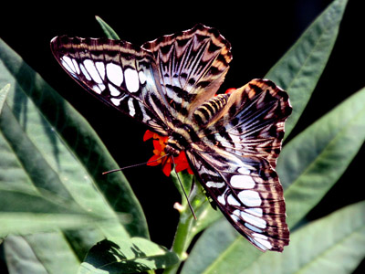 Schmetterling