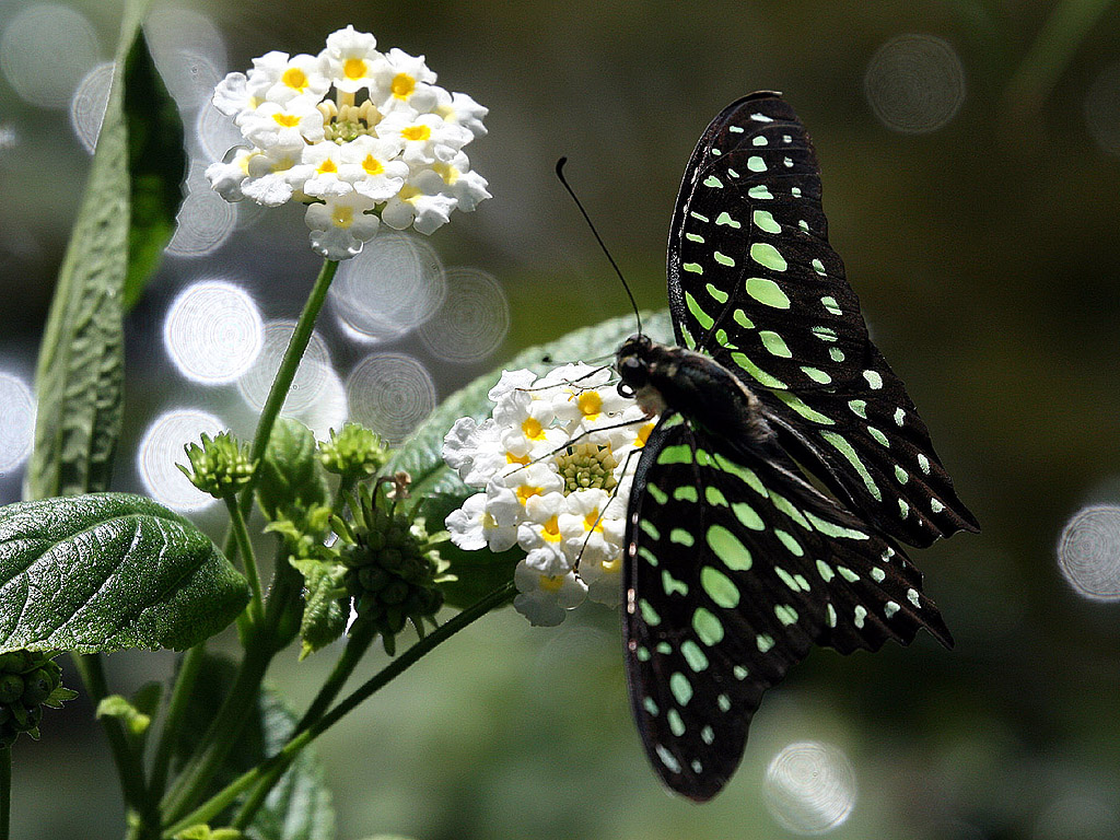 Schmetterling