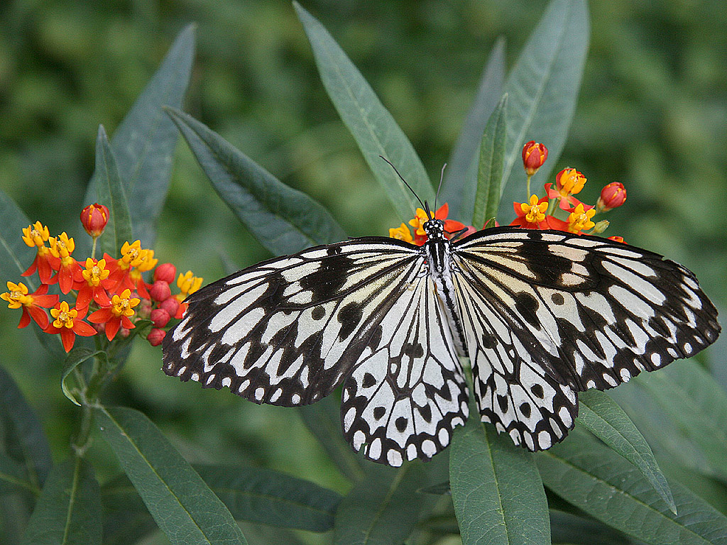 Schmetterling