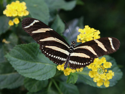 Schmetterling