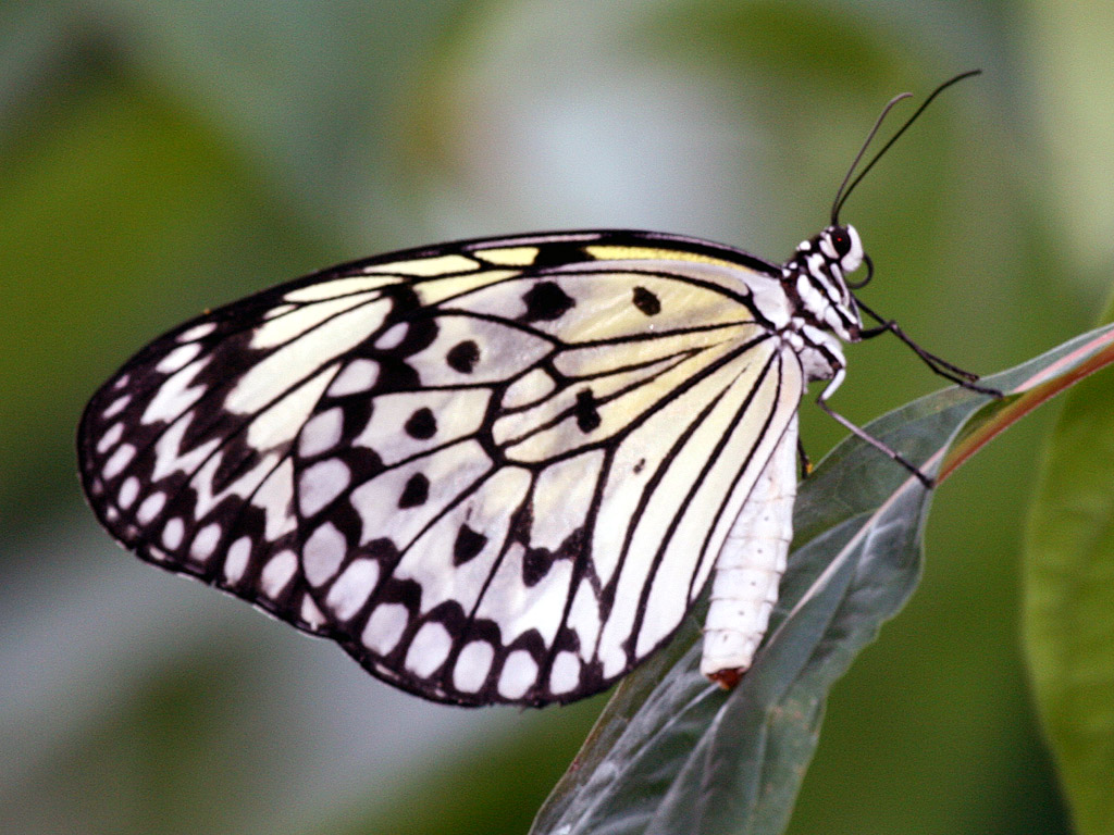 Schmetterling