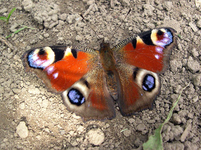 Schmetterling