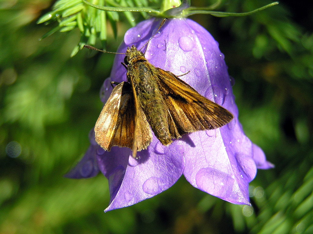 Schmetterling