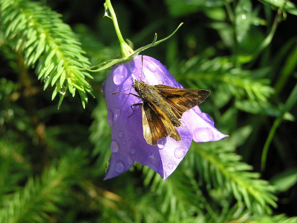 Schmetterling