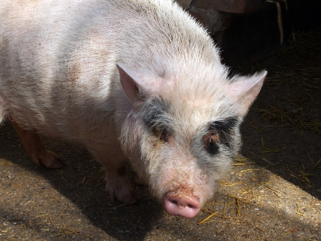 Schwein 001