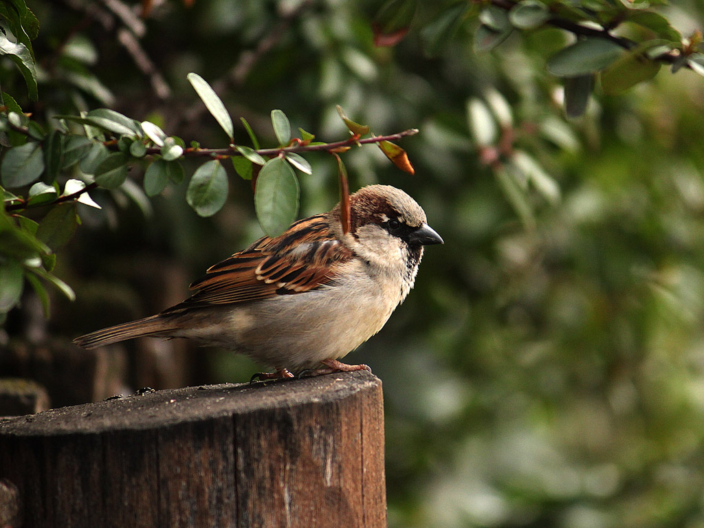 Spatz Hintergrundbild