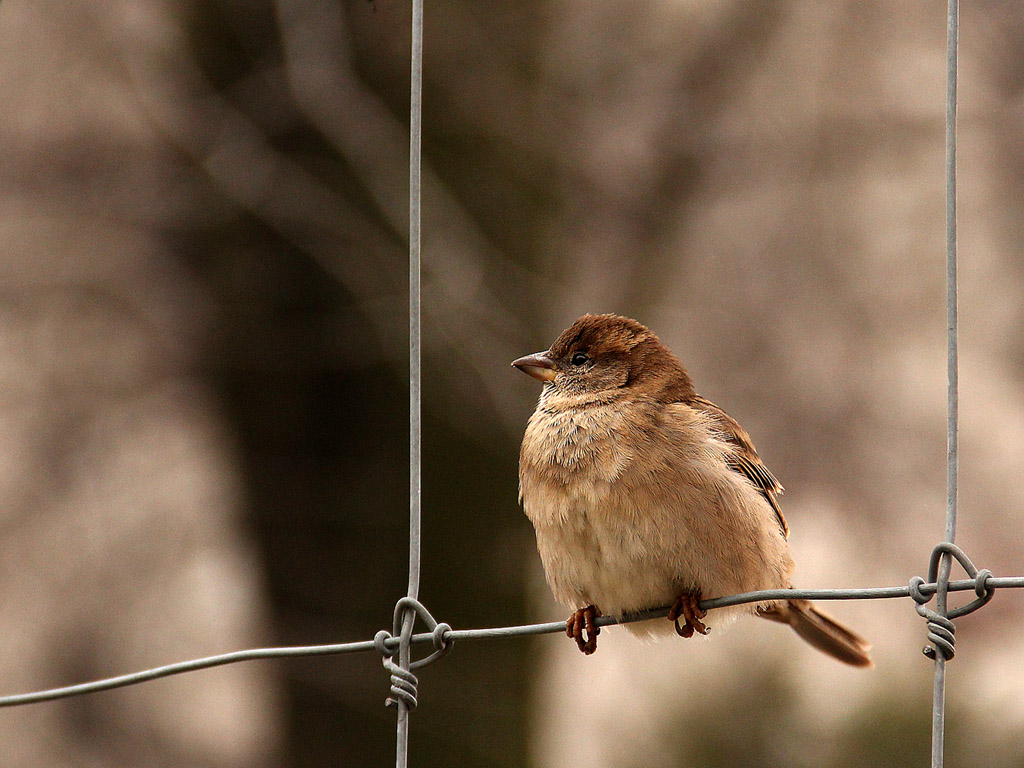 Spatz Hintergrundbild