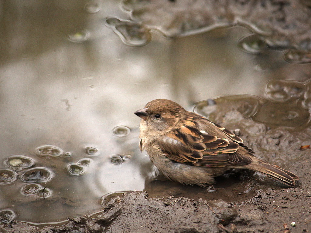 Spatz Hintergrundbild