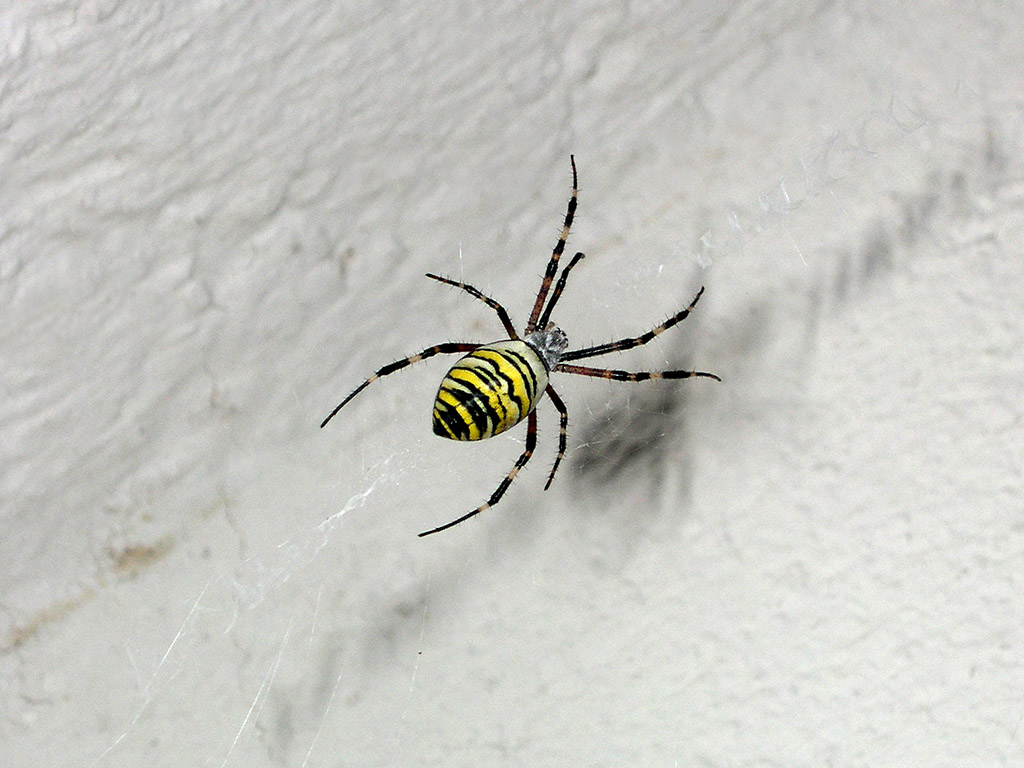 Spinne