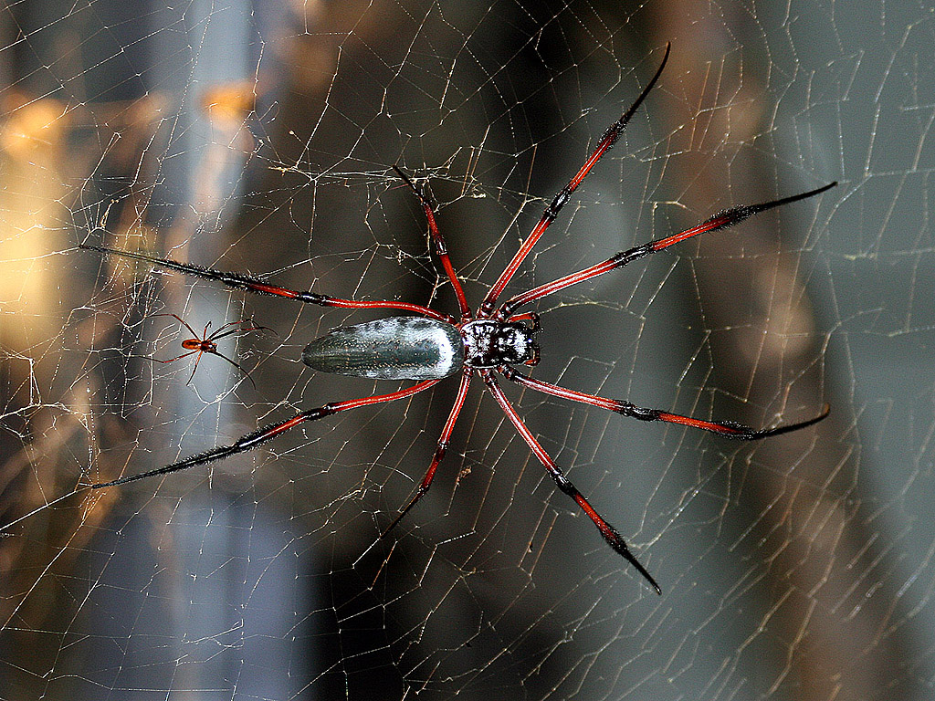 Spinne