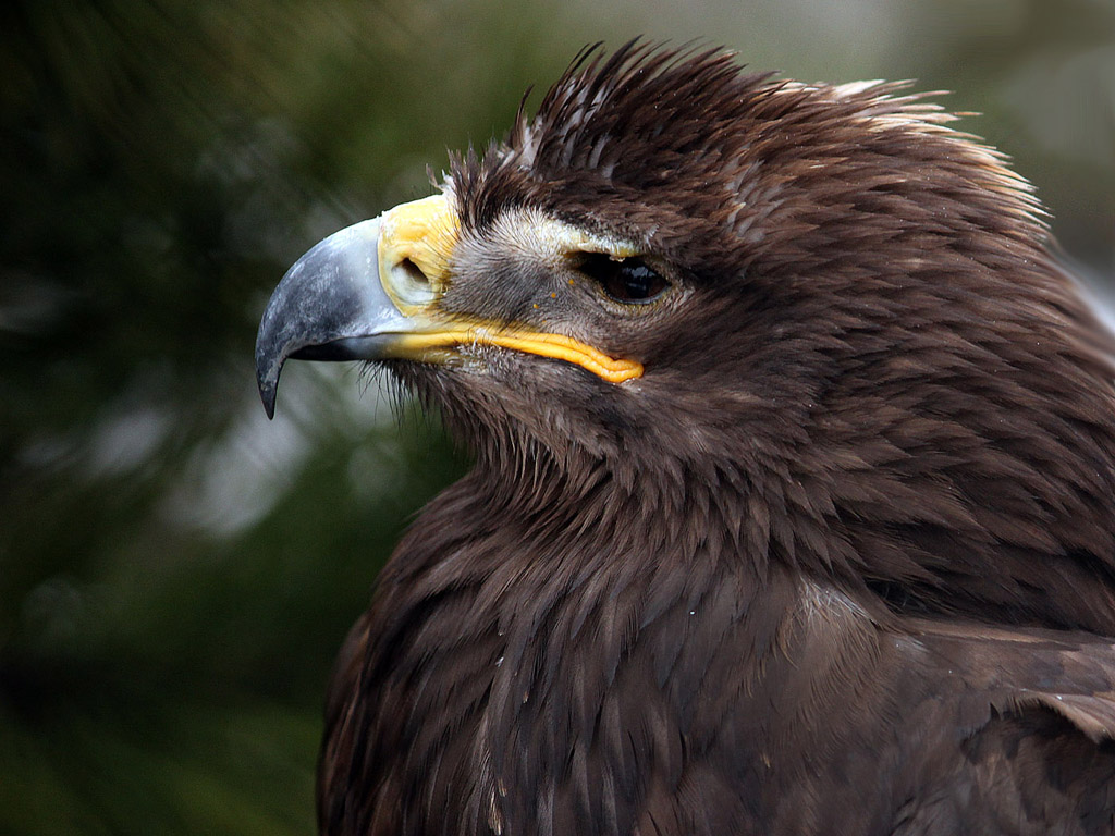 Steppenadler