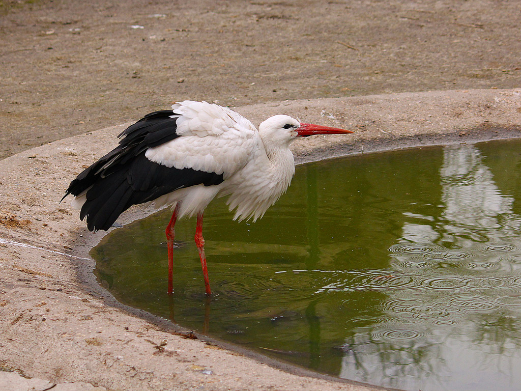 Storch 001