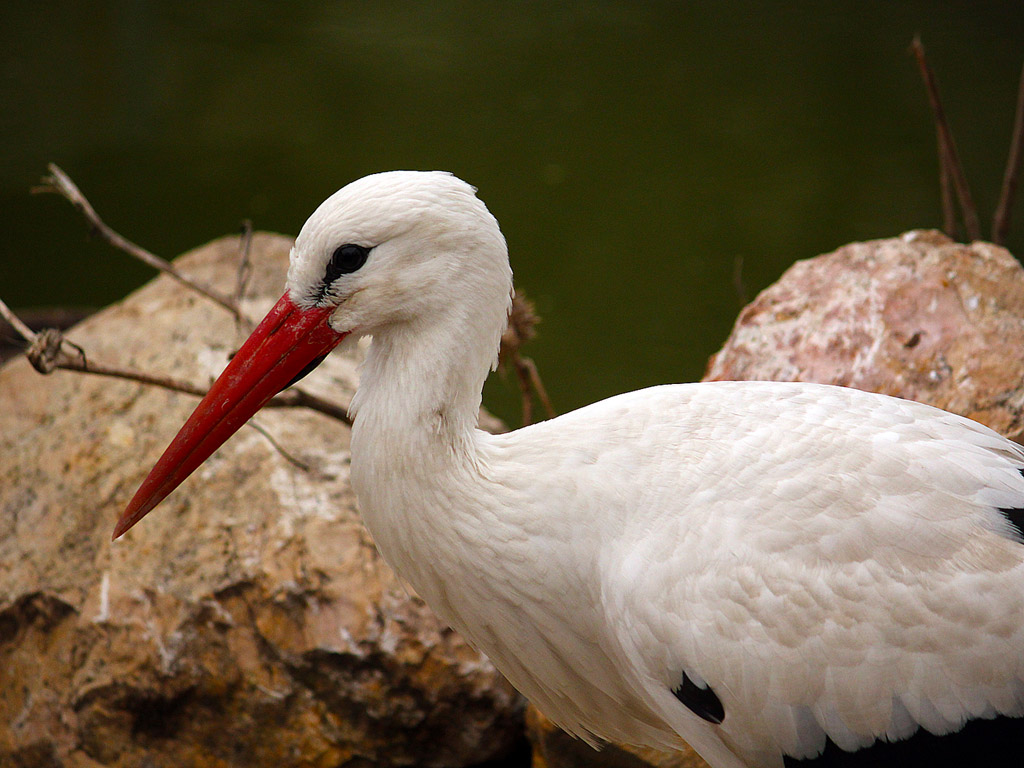 Storch 002