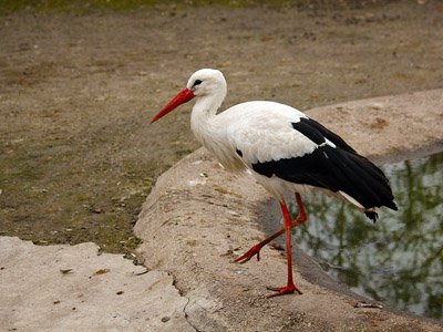 Storch