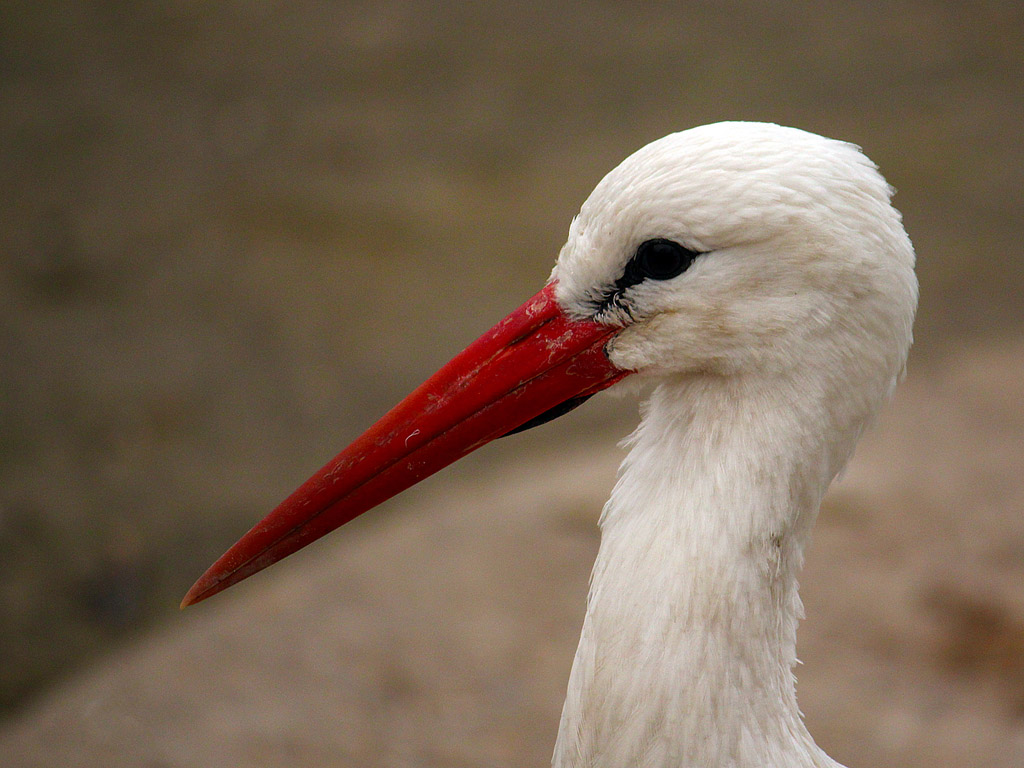 Storch 004