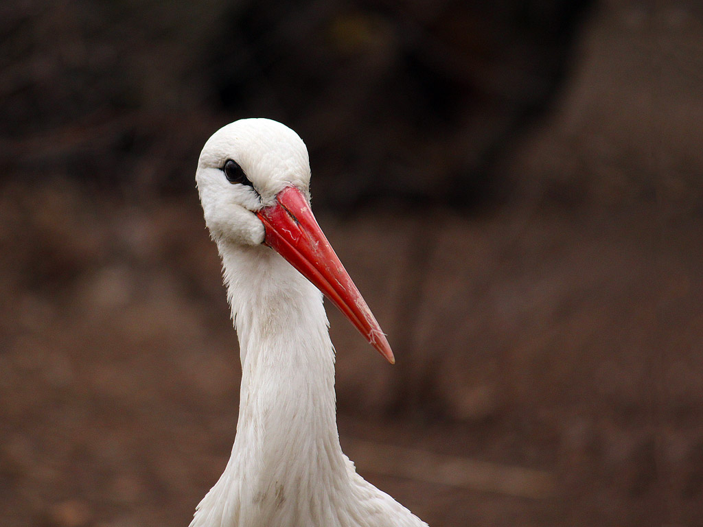 Storch 005