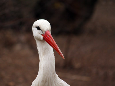 Weißstorch