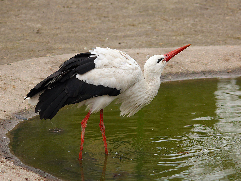 Storch 006